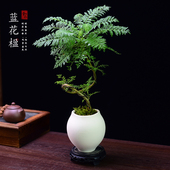 蓝花楹盆栽室内办公室客厅桌面植物四季 好养活观叶盆景美化绿植