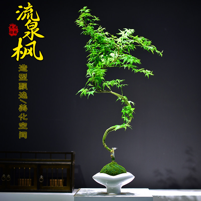 流泉枫苔玉球植物盆栽室内办公书房造型枫树观赏国风盆景摆件送礼