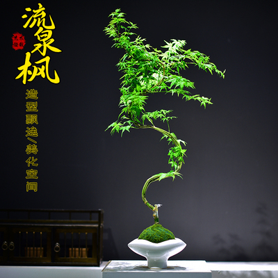 流泉枫苔玉球植物盆栽室内办公书房造型枫树观赏国风盆景摆件送礼