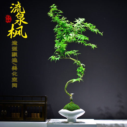 流泉枫苔玉球植物盆栽室内办公书房造型枫树观赏国风盆景摆件送礼