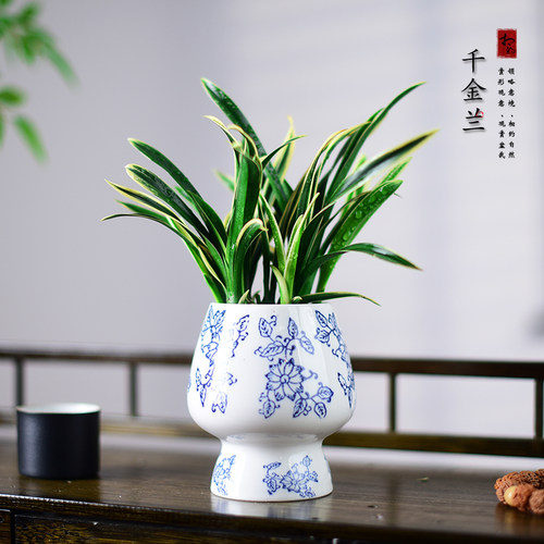 兰花千金兰盆栽小神童花卉室内书房办公茶几花卉中式盆景好养送礼