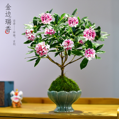 金边瑞香浓带花苞花卉盆景