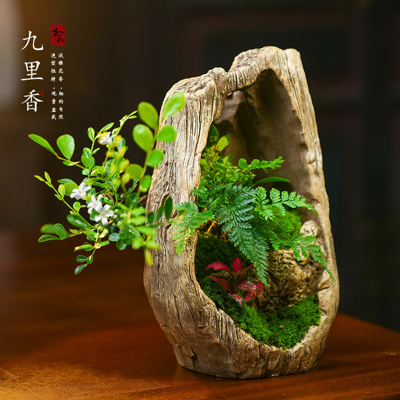 九里香盆栽罗汉松赤楠绿植室内绿植艺术盆景植物办公书房植物礼品