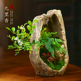 九里香盆栽罗汉松赤楠绿植室内绿植艺术盆景植物办公书房植物礼品