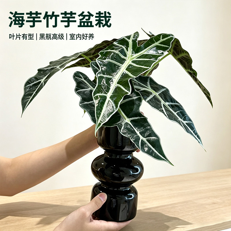 大仙女海芋竹芋盆栽水培植物室内客厅办公室花卉绿植好养