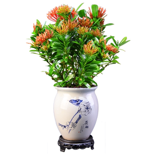 龙船花盆栽绣球花庭院阳台四季开花室内花卉植物带花苞绿植盆景