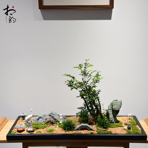 绿植黑骨茶玄关中大型小叶紫檀