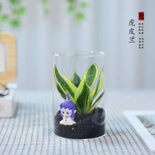 哈尼虎皮兰盆栽虎尾兰办公客厅桌面美化摆件多肉好养网红植物盆景