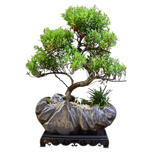 小叶赤楠造型盆景室内绿植盆栽客厅办公室客厅桌面植物教师节礼品