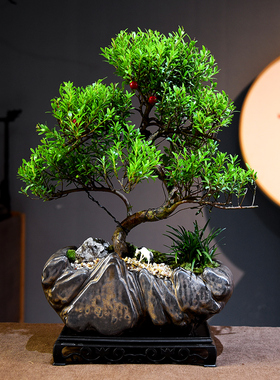 小叶赤楠造型盆景室内绿植盆栽客厅办公室客厅桌面植物教师节礼品