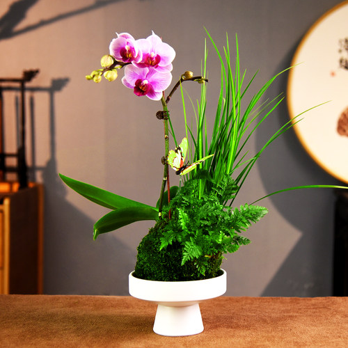 相约自然蝴蝶兰办公室客厅四季