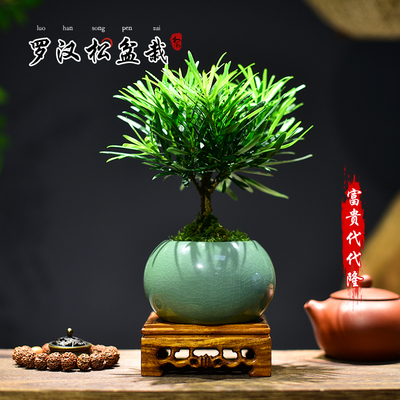 菊花罗汉松盆栽桌面观赏植物盆栽