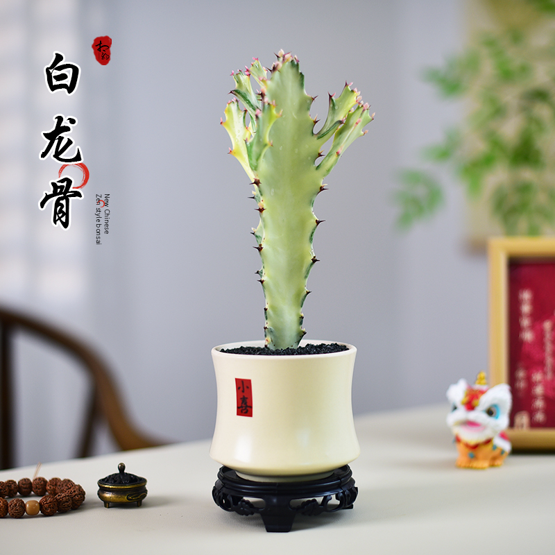 白龙骨仙人掌锦盆栽室内耐旱好养室内外桌面植物多肉盆景美观摆件