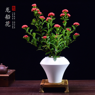 小叶复瓣龙船花盆栽室内阳台植物美观绣球花绿植桌面观赏盆景好养