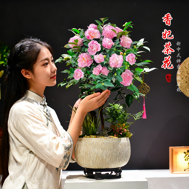 茶花盆栽带花苞花卉观赏绿植景观四季好养室内外阳台庭院植物盆景