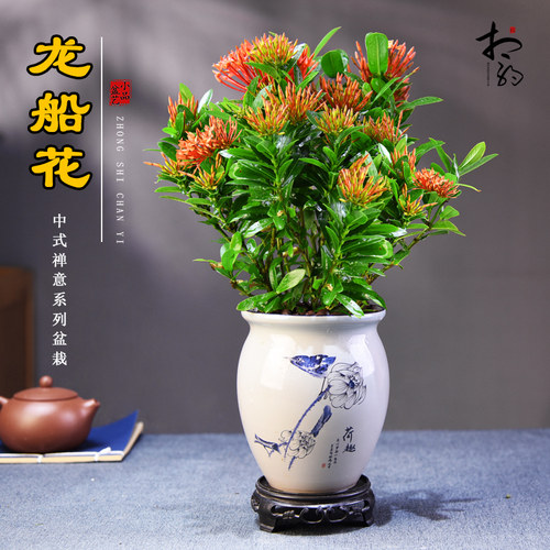 龙船花木本花卉书房客厅办公桌