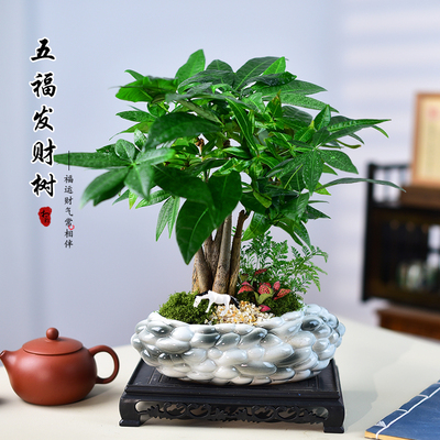 发财树盆栽招财树植物寓意桌面苔藓微景观绿植四季常青好养送礼