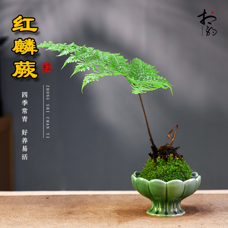 红麟蕨苔玉球盆栽室内办公桌面中式禅意中式绿植盆景观叶蕨类植物