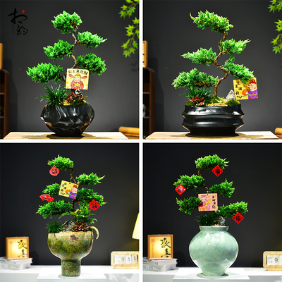 五层塔松真柏盆景造型植物室内办公客厅桌面装饰植物喜庆节日送礼