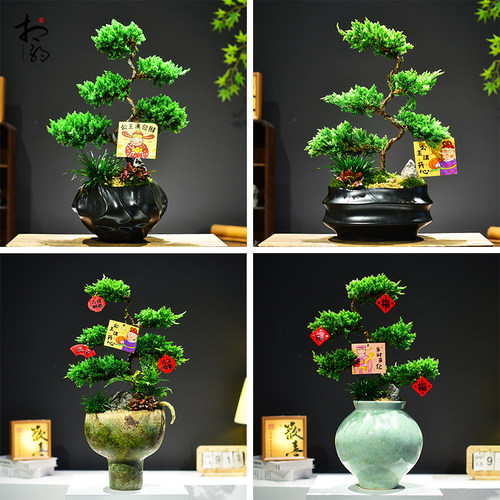 五层塔松真柏盆景造型植物室内办公客厅桌面装饰植物喜庆节日送礼