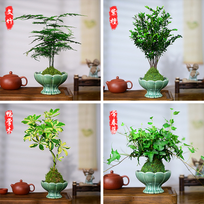 鸭掌木盆栽苔玉球盆景文竹清香木绿植艺术室内桌面植物摆件送礼物