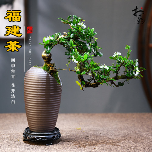 福建茶客厅办公室书房茶几桌面