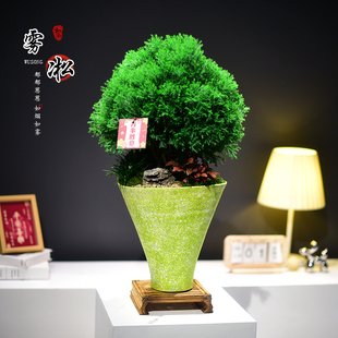 雾松大盆栽绿植室内四季常青艺术盆景美化空间桌面植物好养盆景