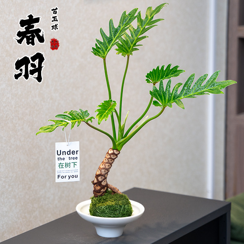 龙鳞小天使春羽老桩盆栽苔玉球室内办公客厅阳台绿植室内四季植物