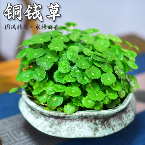 铜钱草盆栽新中式绿植客厅茶桌办公室金钱草水培植物摆件好养送礼