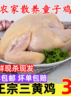 三黄鸡走地鸡整只新鲜白条鸡童子鸡冷冻非老母鸡顺丰包邮