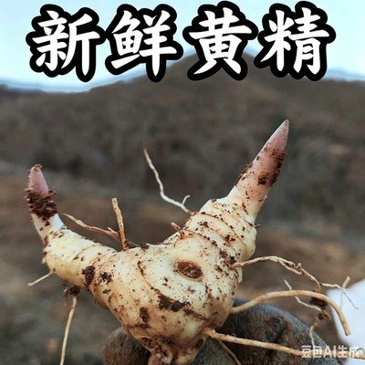 黄精芽头多花老虎姜新鲜黄精块茎芽种深山鸡头根黄精甜鸡头黄精