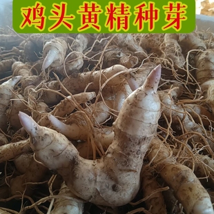 黄精种芽多花老虎姜新鲜黄精种苗芽种深山鸡头根黄精甜鸡头黄精