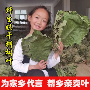 臻颐食新鲜晾干槲树叶200片野生柞树叶粽子菠萝饼专用手选大叶子