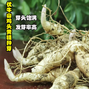 伏牛山鸡头黄精种植芽头现挖老虎姜种芽仙人余粮制作食材新鲜黄精