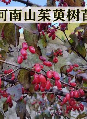 山茱萸苗优质山茱萸中药材树苗山芋肉枣皮小树苗种植苗山茱萸真品