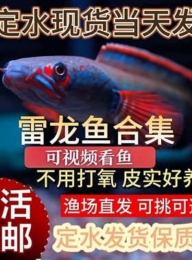 进口阿萨姆奶茶雷龙鱼酒红火背幻彩蓝宝石鬼王黄金眼镜雷龙观赏鱼