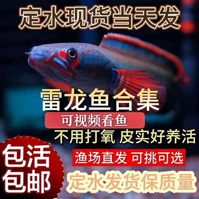 进口阿萨姆奶茶雷龙鱼酒红火背幻彩蓝宝石鬼王黄金眼镜雷龙观赏鱼