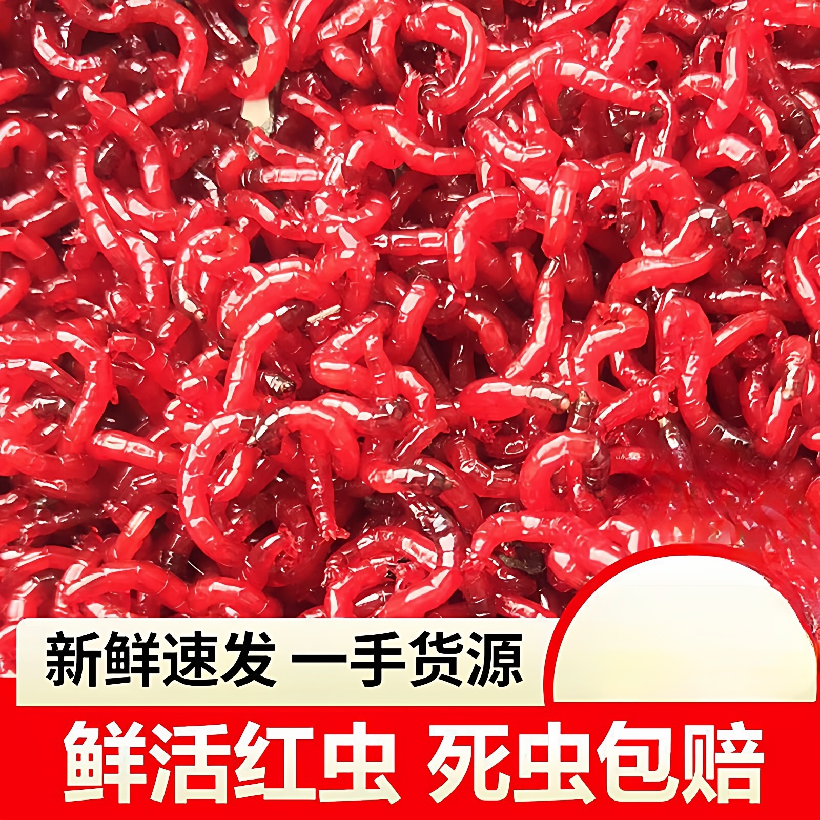 红虫鲜活活饵大号饵拉饵鲫鲤鱼野钓饵料钓鱼黑坑野钓鱼饵水库池塘,户外/登山/野营/旅行用品,台钓饵,淘宝优惠券,粉丝福利购,淘宝优惠卷