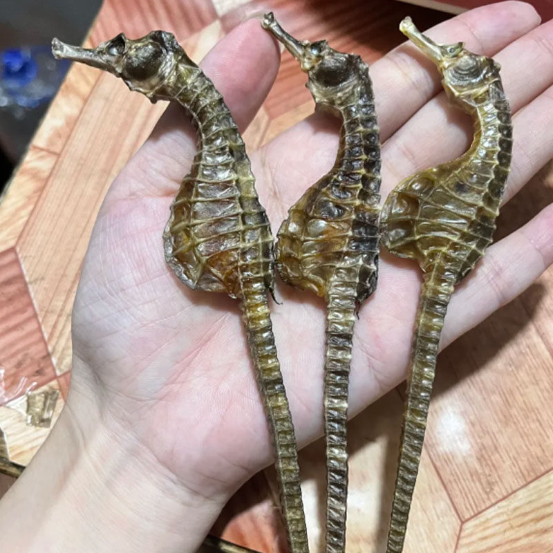 膨腹海马干一公一母配对大型海1马干组合六角海龙海麻雀滋补汤料图片