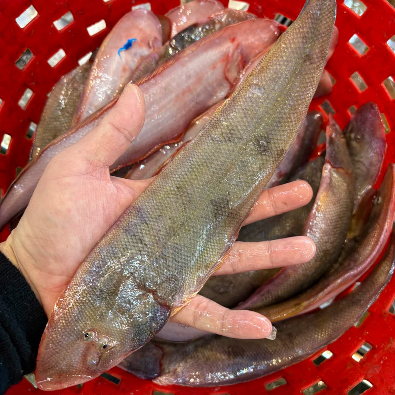 国产深海龙利鱼三去冷冻大舌头鱼舌鳎鱼塔米鱼500g/2-3条海鲜水产