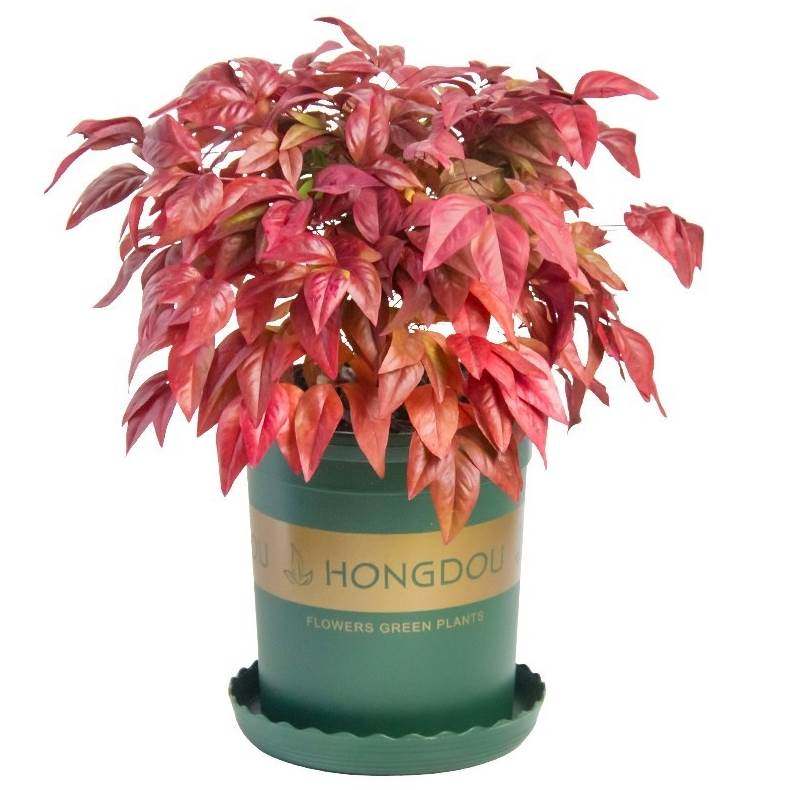 庭院花卉植物抗寒北方物抗寒花卉庭院绿植室内阳台红天竹盆景l21