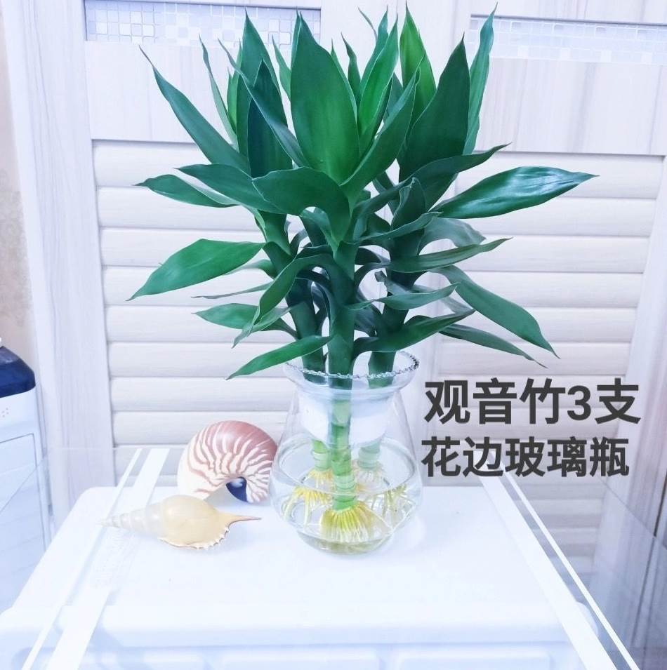 水培观音竹绿植盆栽富贵竹莲花竹水养长青植物室内客厅净化空气l2
