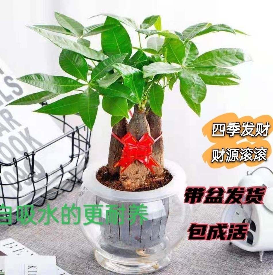 发财树盆栽客厅旺宅绿植室内招财水培绿色植物桌面办公室小盆景l2