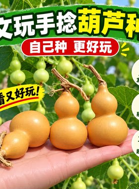 葫芦种子文玩阳台种植小亚腰高产型四季观赏盆栽手捻葫芦籽大全