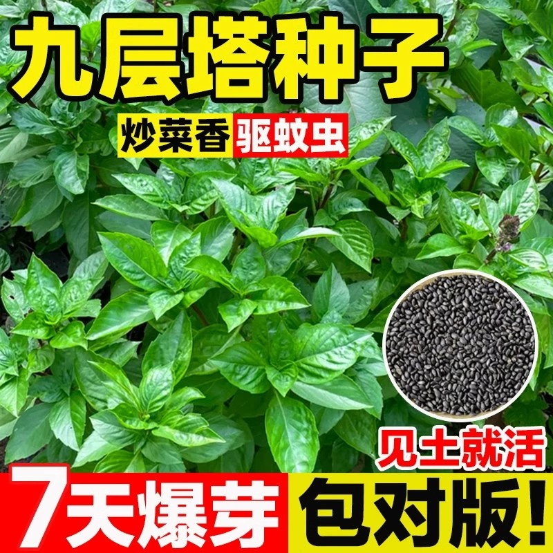 大叶罗勒九层塔罗勒种子阳台盆栽图片