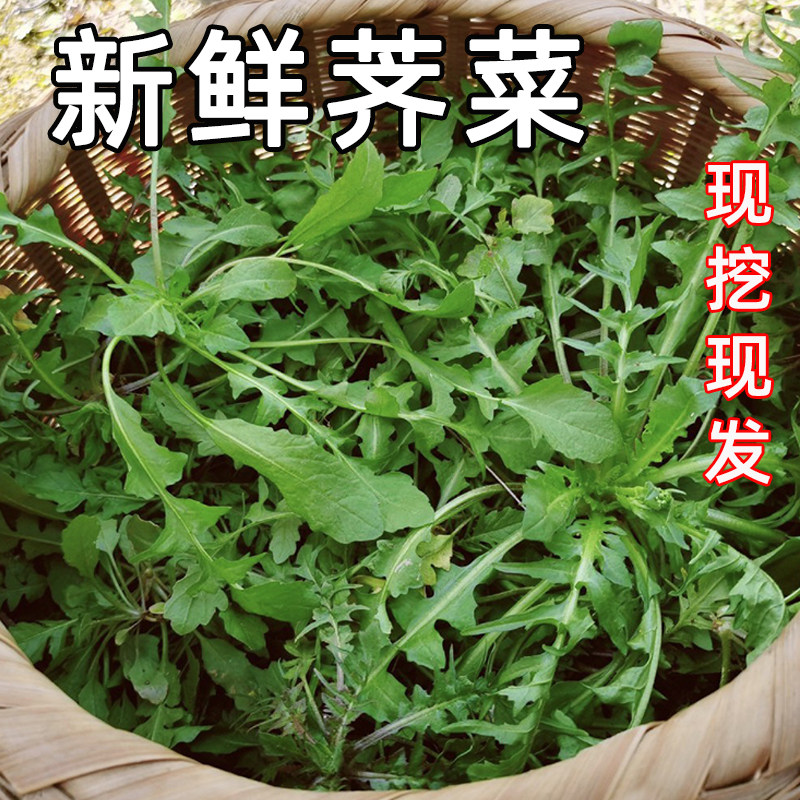 新鲜现挖秦岭野生荠菜