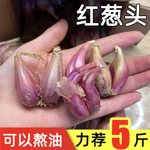 正宗红葱头食用混沌粉肠榨油熬油葱酥火葱蔬菜小香葱农家当季蔬菜