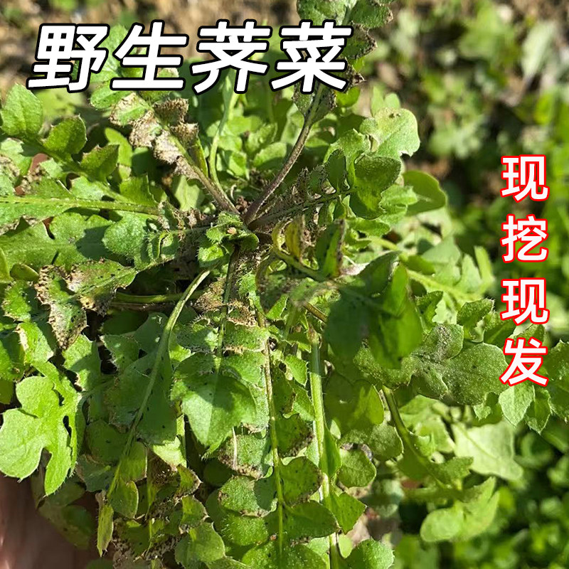 新鲜荠荠菜野生荠菜福月安
