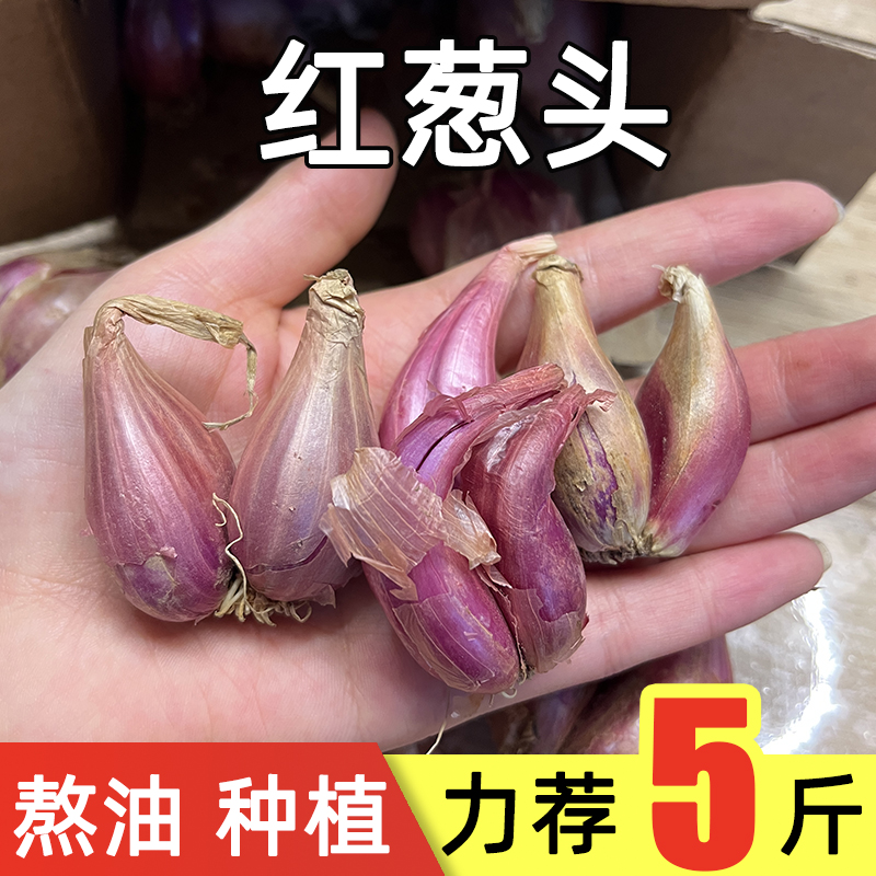 正宗红葱头盆栽种植种子食用混沌粉肠榨油熬油葱酥火葱蔬菜小香葱
