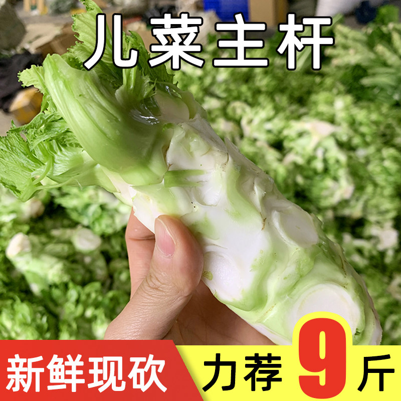 新鲜现砍四川儿菜主杆干当季蔬菜9整箱包邮农家泡菜咸菜原料耳菜